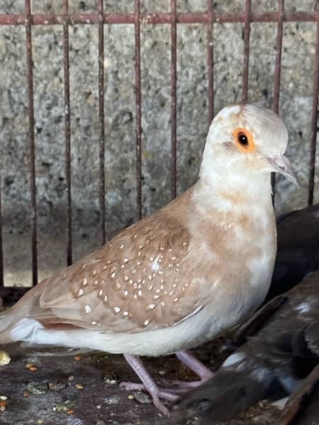 red pied pathay wash blood line 1