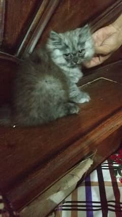 grey tabby female Persian kitten