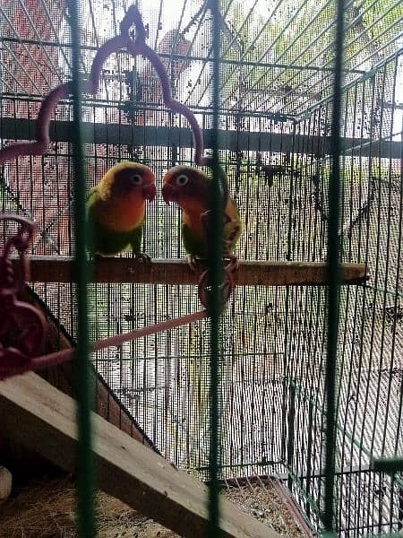 love bird 1