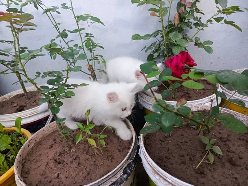 Persian cat pair for sale 2