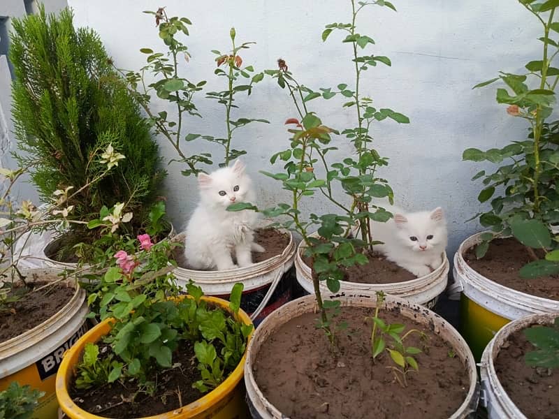 Persian cat pair for sale 3