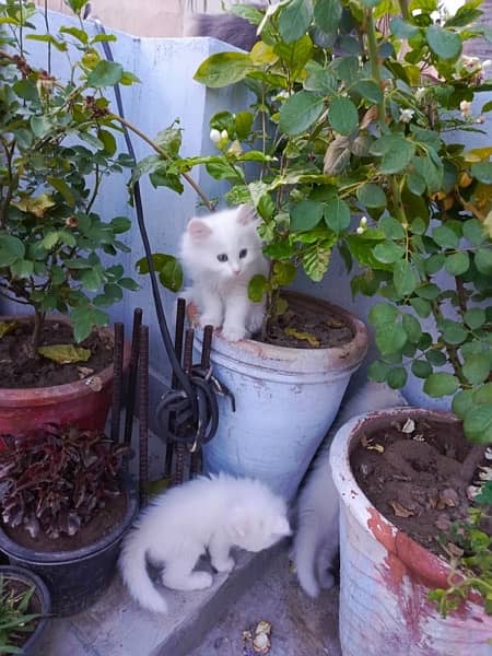 Persian cat pair for sale 9