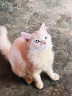 Turkish white cat , gray one is siberian,