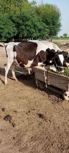 Friesian+Desi Cow