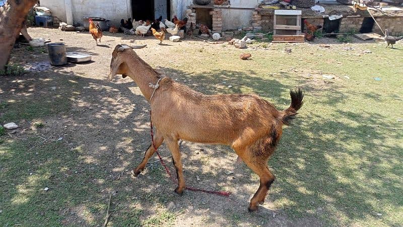 milking goats 5