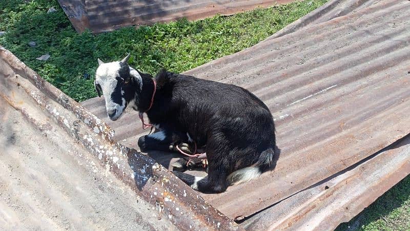 milking goats 9