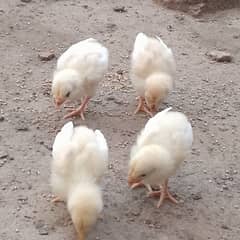 aseel Thai cross chicks