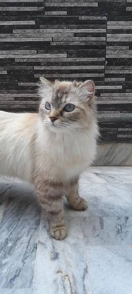 semi Persian 1 year female cat fully vaccinated double coat fur 0