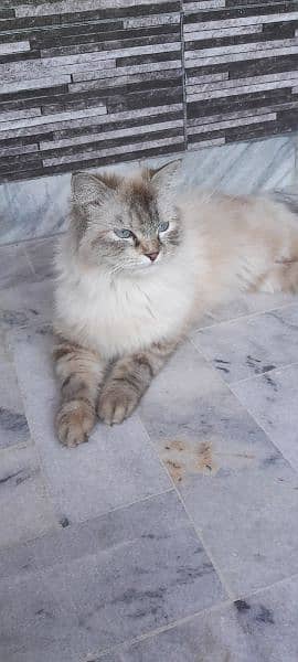 semi Persian 1 year female cat fully vaccinated double coat fur 1