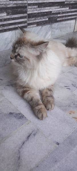 semi Persian 1 year female cat fully vaccinated double coat fur 2