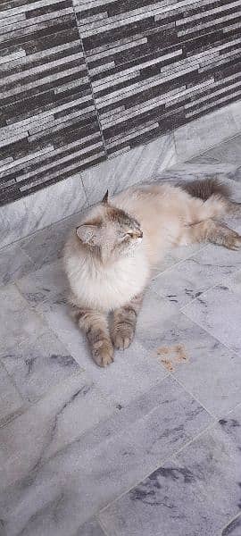 semi Persian 1 year female cat fully vaccinated double coat fur 3