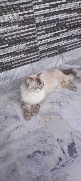 semi Persian 1 year female cat fully vaccinated double coat fur 4