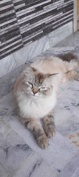 semi Persian 1 year female cat fully vaccinated double coat fur 5