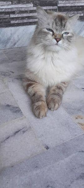 semi Persian 1 year female cat fully vaccinated double coat fur 6