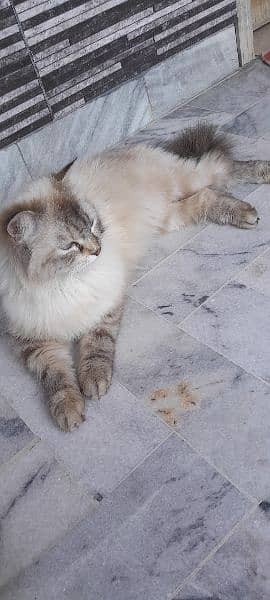 semi Persian 1 year female cat fully vaccinated double coat fur 7