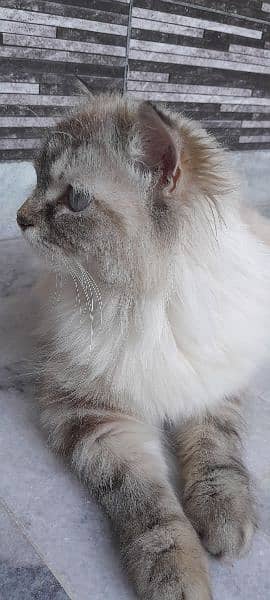 semi Persian 1 year female cat fully vaccinated double coat fur 8