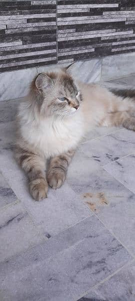 semi Persian 1 year female cat fully vaccinated double coat fur 10