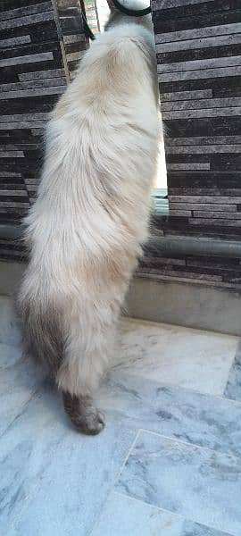 semi Persian 1 year female cat fully vaccinated double coat fur 11