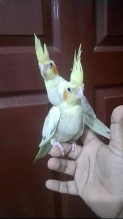 Cockatiel hand tame/ Cockatiel hand raised for sale/ Cocktail for sale