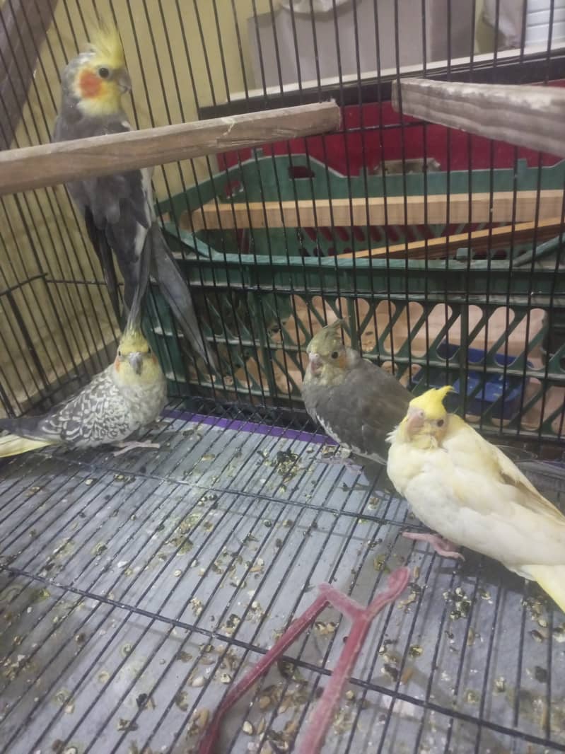Cockatiel Pair with 2 chicks for sale 0