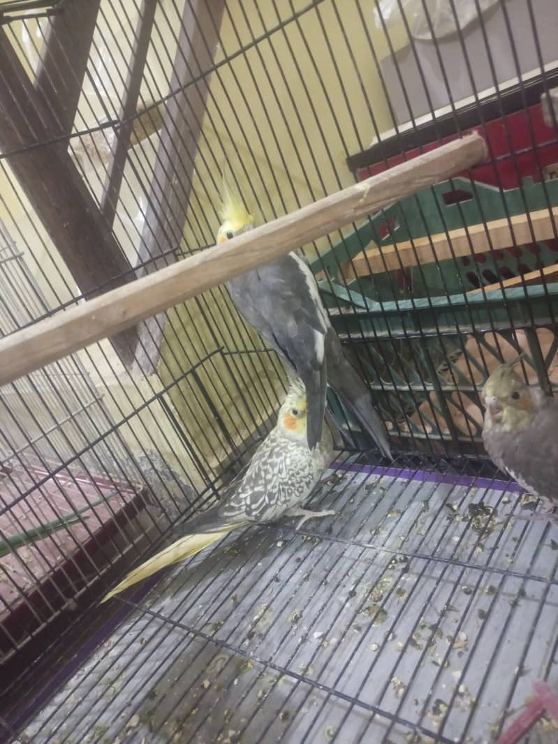 Cockatiel Pair with 2 chicks for sale 1
