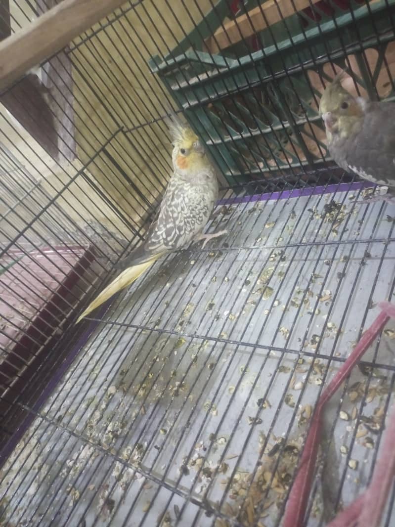 Cockatiel Pair with 2 chicks for sale 2