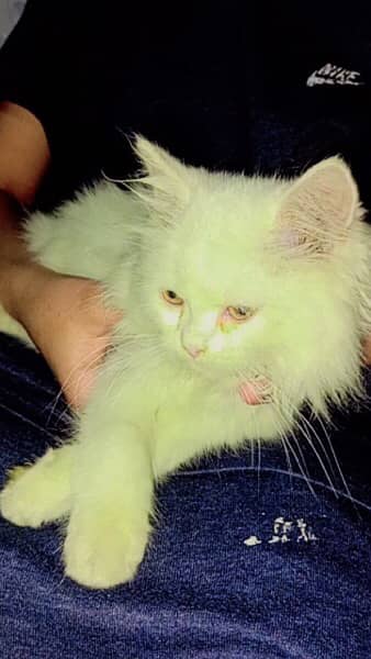 Cat| Kitten| Persian Cat | Triple Coated| 2
