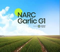 G1 Garlic Seed Best quality 0