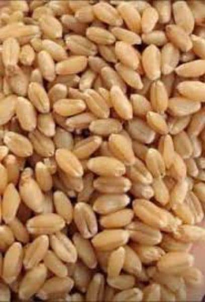 Gandum Wheat for Sale 2