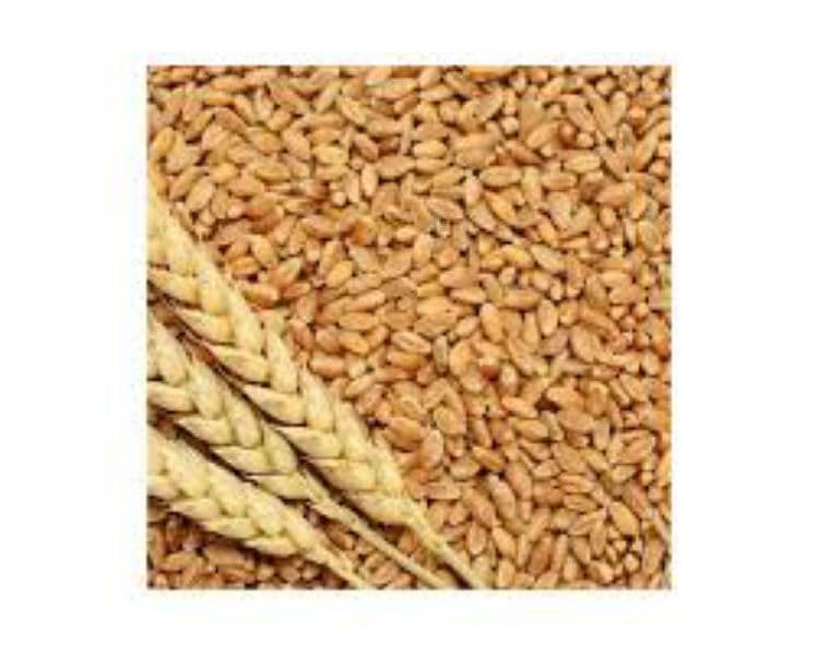 Gandum Wheat for Sale 3