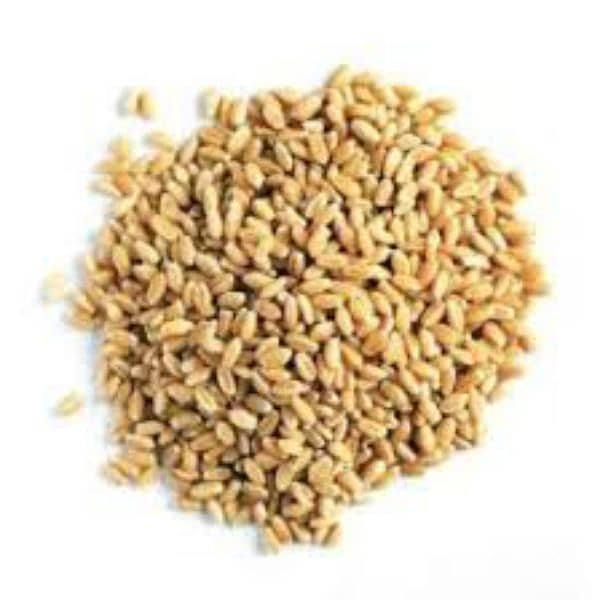 Gandum Wheat for Sale 1