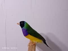 Gouldian breeder pairs with Bangalese fostering pairs