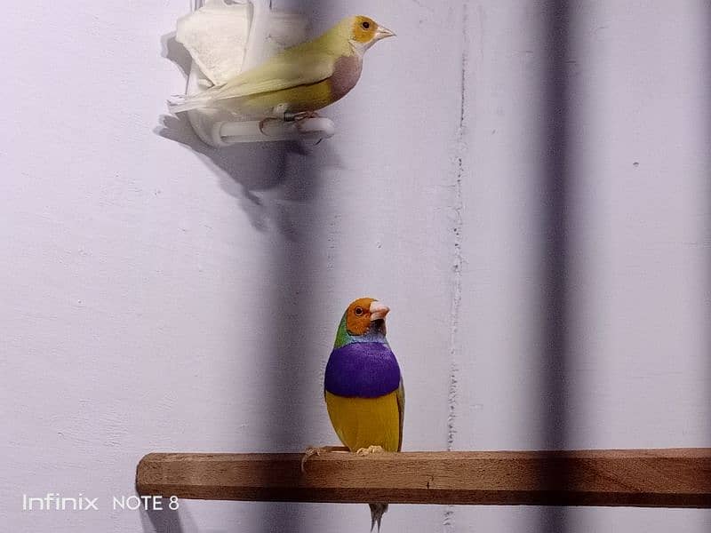 Gouldian breeder pairs with Bangalese fostering pairs 1