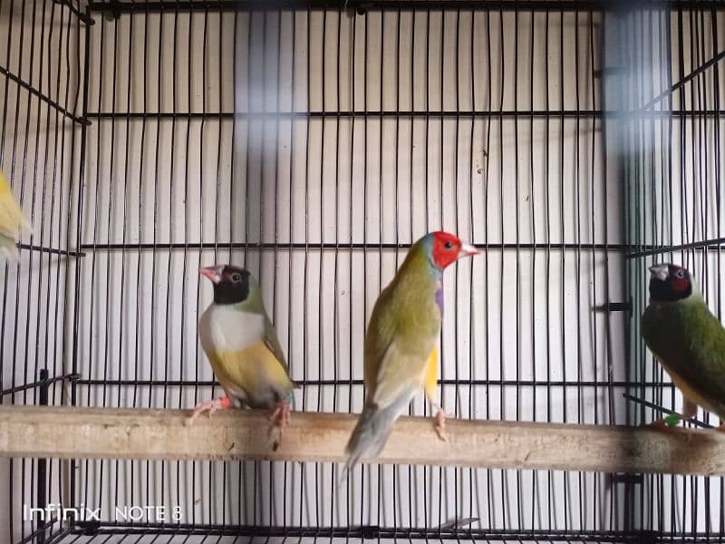 Gouldian breeder pairs with Bangalese fostering pairs 2