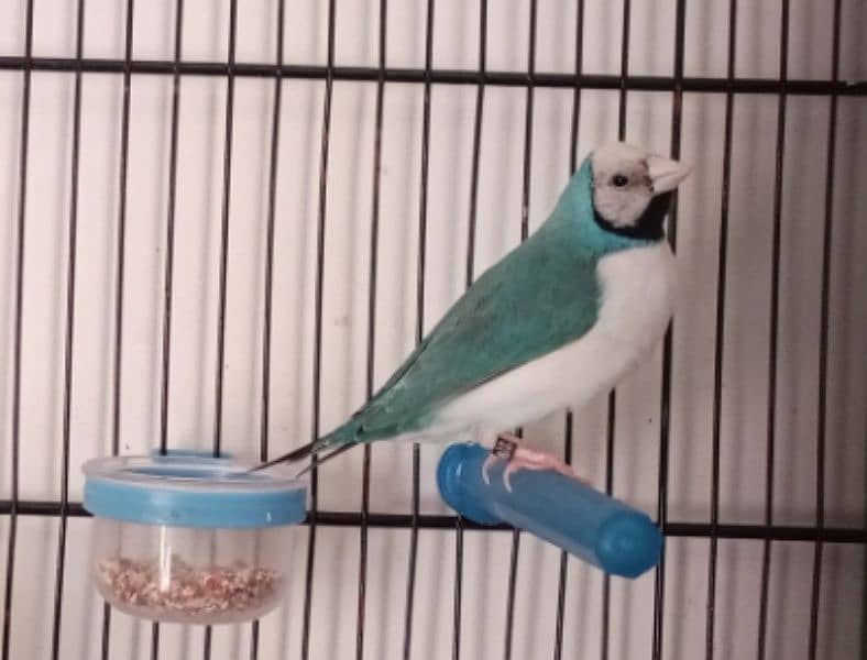 Gouldian breeder pairs with Bangalese fostering pairs 3