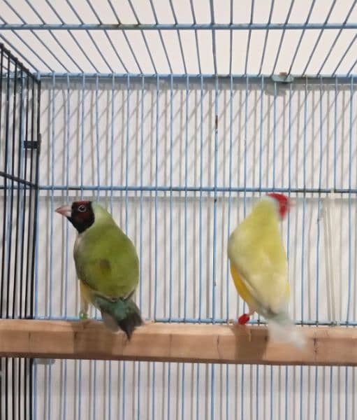 Gouldian breeder pairs with Bangalese fostering pairs 4