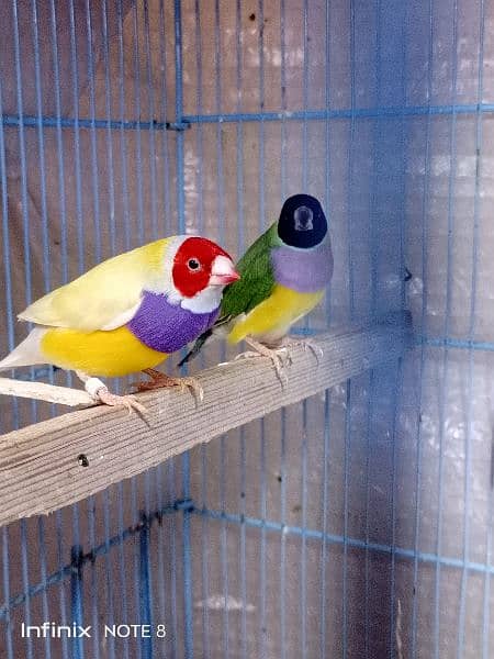 Gouldian breeder pairs with Bangalese fostering pairs 5