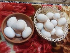 Turkey bird eggs