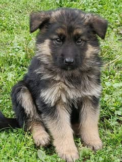 German Shepherd long coat puppy