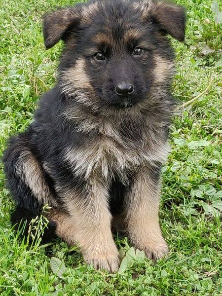 German Shepherd long coat puppy 1