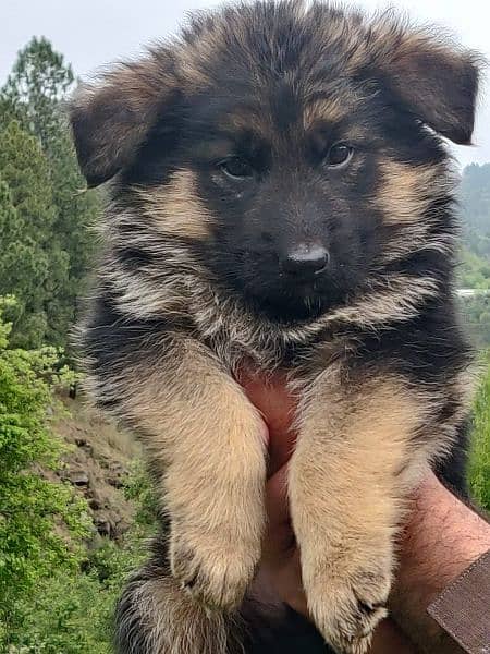 German Shepherd long coat puppy 2