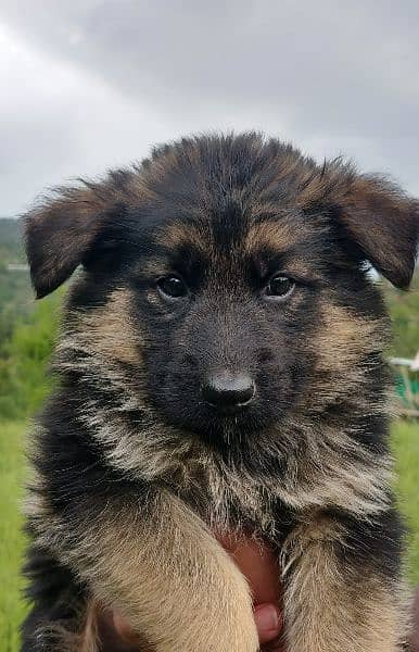 German Shepherd long coat puppy 4