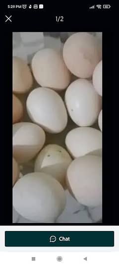 Sussex egg for sale 03042785089