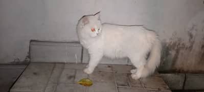Persian cat available