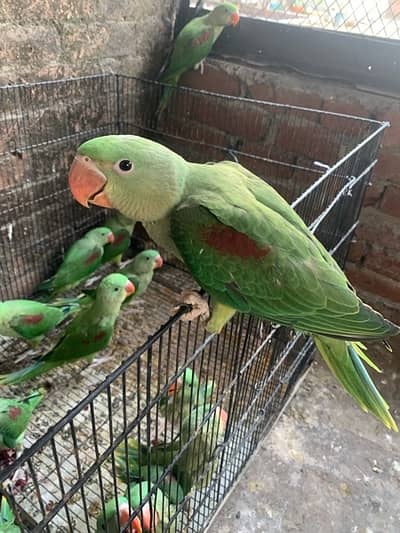 cute bird pairs