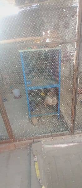 6 portion cage for sale 1