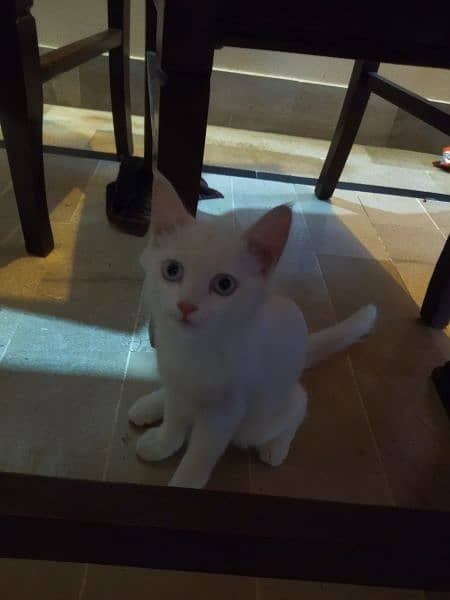 Persian female Kitten 4 months old vaccinated 1