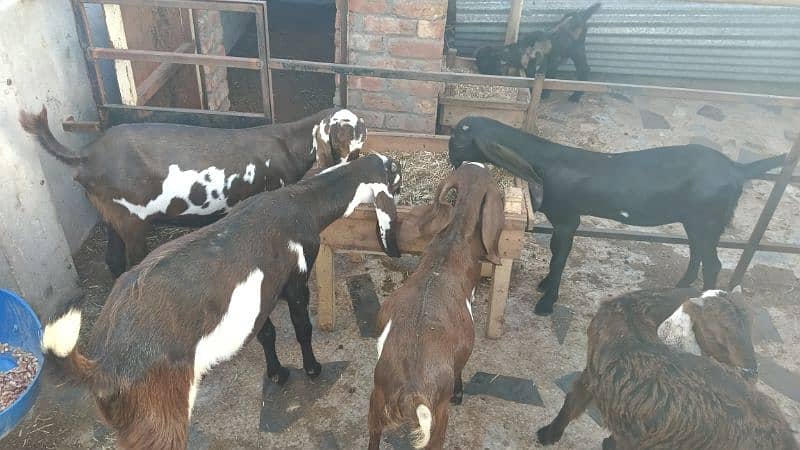 Amertiseri Beetal Goat kids ( Urgent for sale) 1