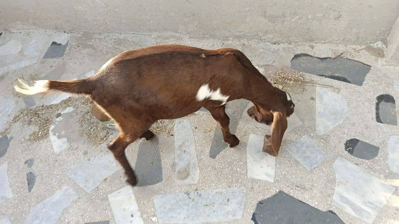 Amertiseri Beetal Goat kids ( Urgent for sale) 5