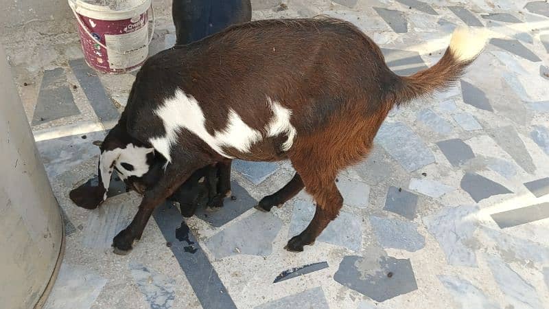Amertiseri Beetal Goat kids ( Urgent for sale) 8